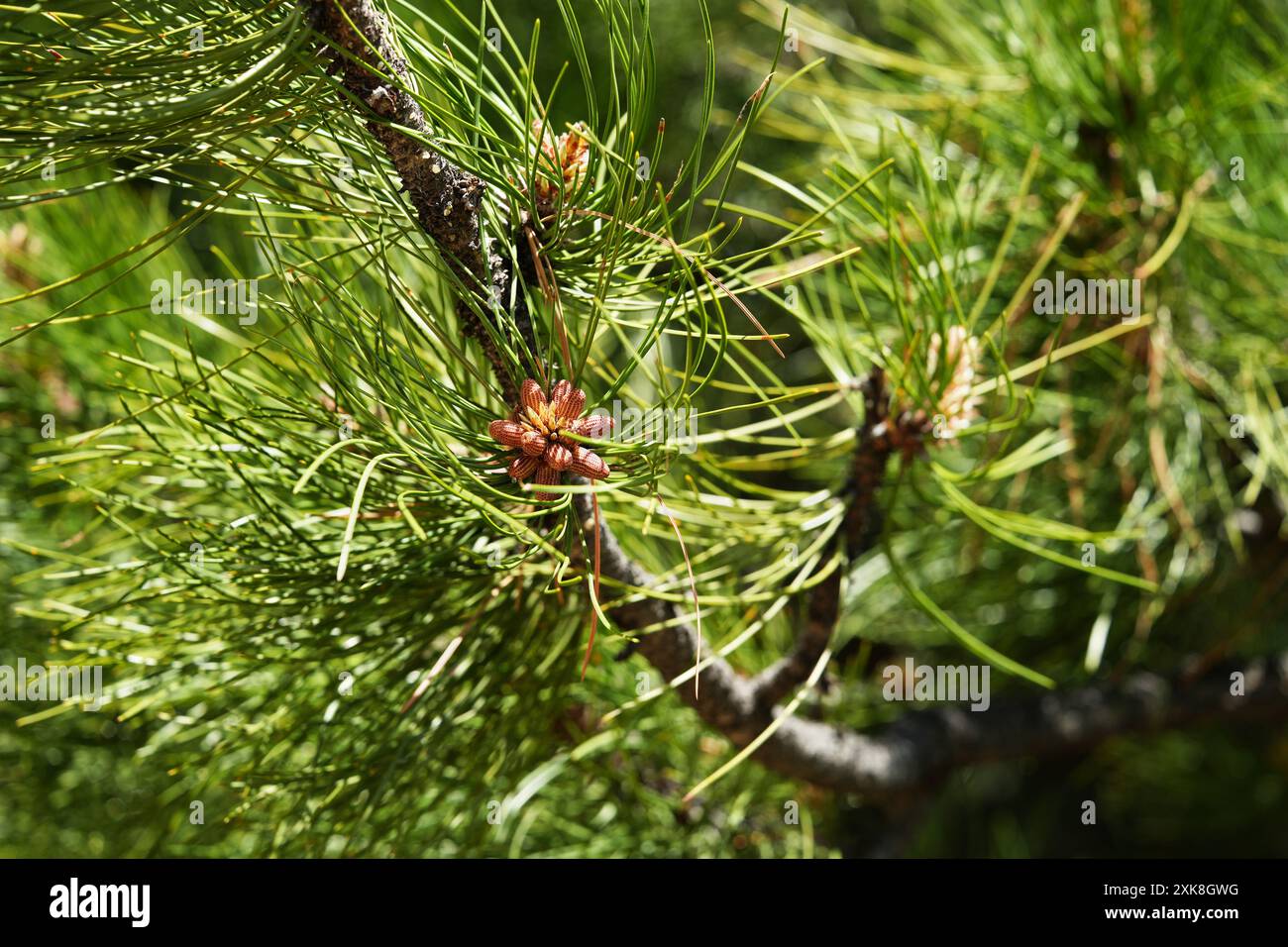 Ponderosa-Kiefer - Pollenzapfen entwickeln sich Stockfoto