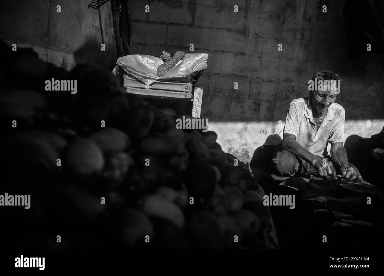 Einheimischer Mann, der die Sarrapia Frucht oder Diphysa punctata aufknackt, Bolivar State, Venezuela Stockfoto
