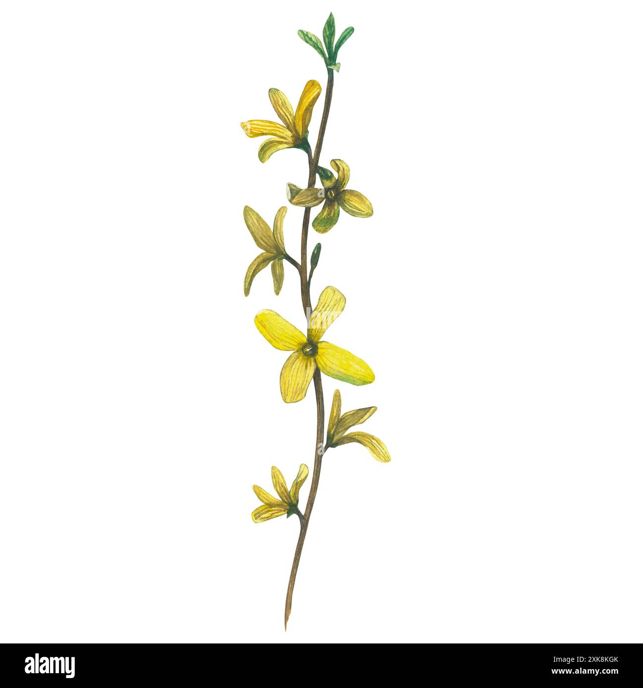 Aquarellabbildung eines Forsythienzweigs. Handgezeichnet, isoliert auf weißem Hintergrund. Stockfoto