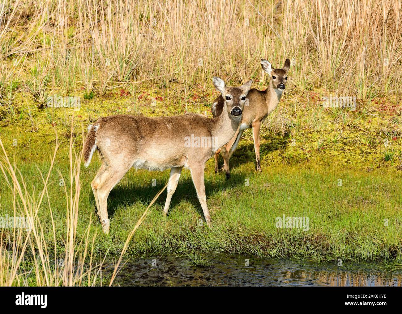 White-taiedl Deer im St Andrew's State Park, Panama City, Florida Stockfoto