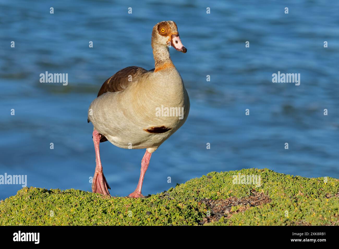 Eine ägyptische Gans (Alopochen aegyptiacus) im natürlichen Lebensraum Südafrika Stockfoto