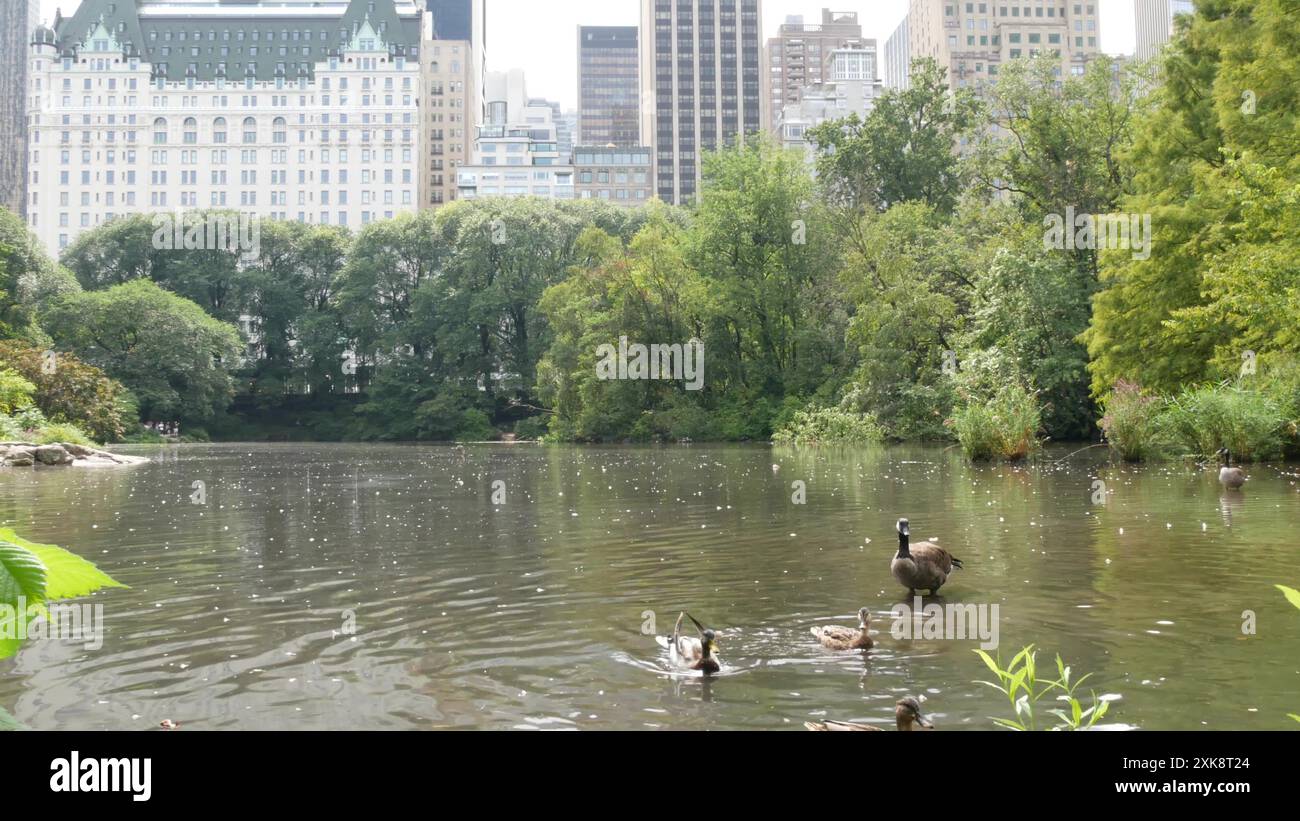 New York City Manhattan Midtown. Central Park auf der 5th Fifth 5 Avenue, USA. Amerikanisches Wahrzeichen, städtischer öffentlicher Park in NYC, USA. Hotelarchitektur vom Teich, Seenwasser, Entenvögel. Stockfoto