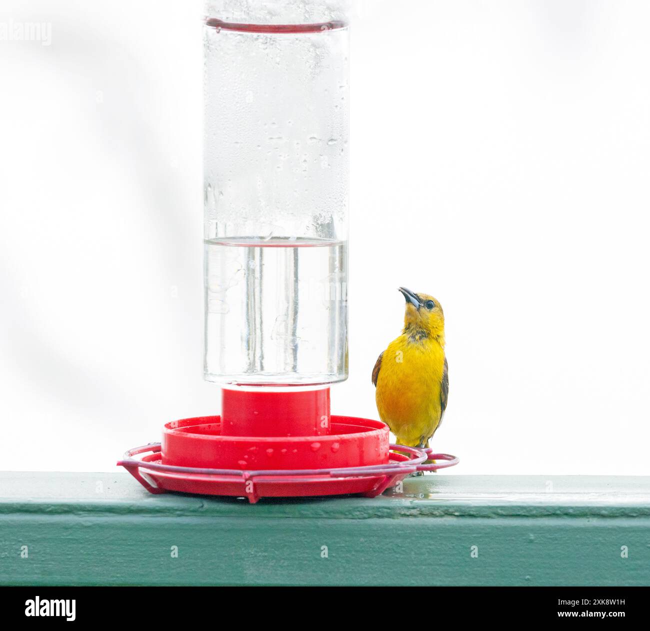 Mit Kapuze Oriole Weibchen Hummingbird Feeder Stockfoto