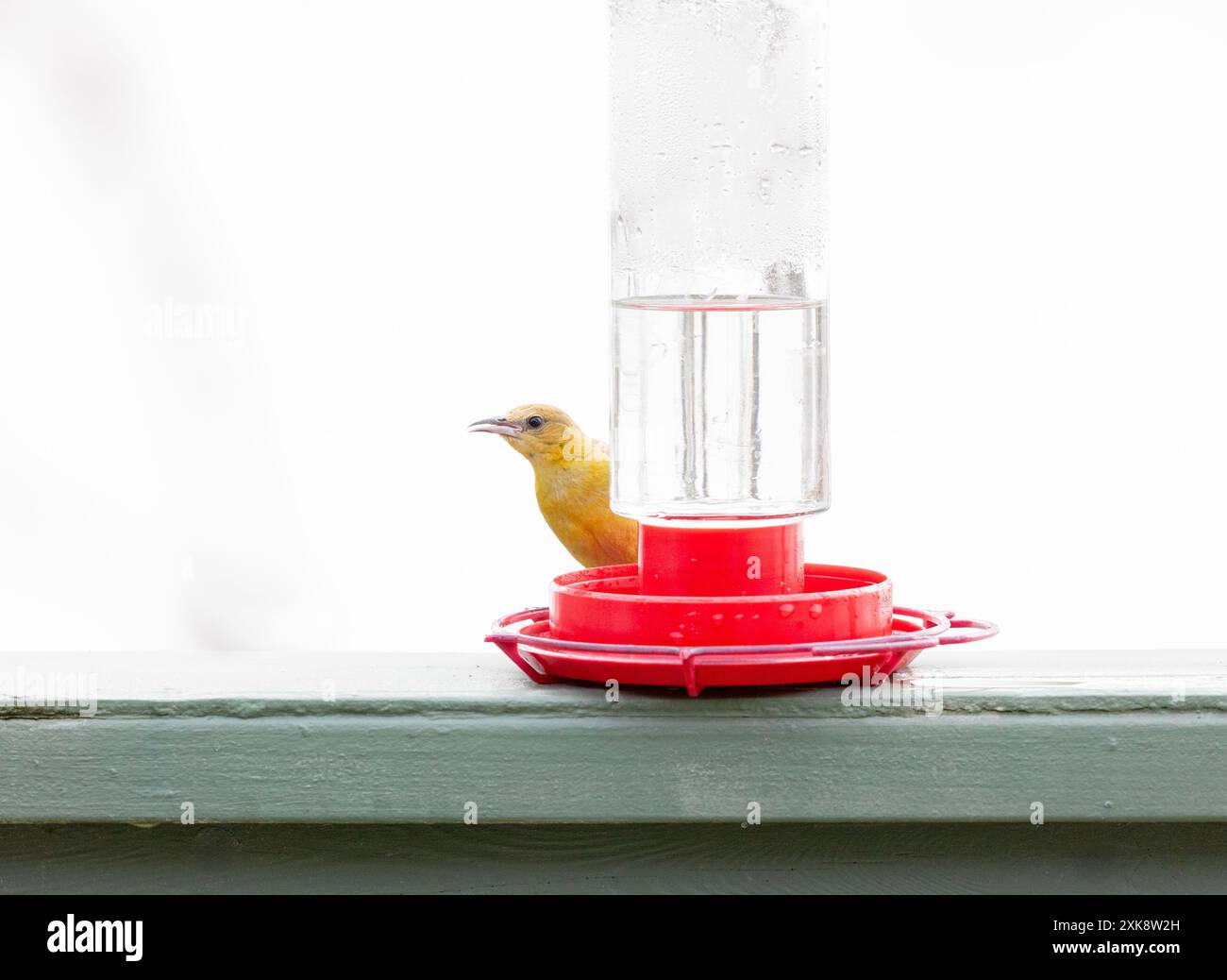 Mit Kapuze Oriole Weibchen Hummingbird Feeder Stockfoto