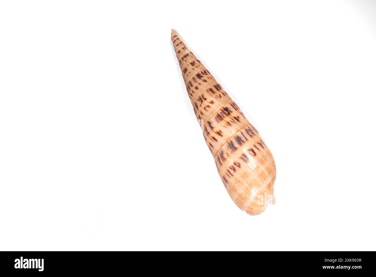 Seashell isoliert auf weißem Hintergrund. Stockfoto