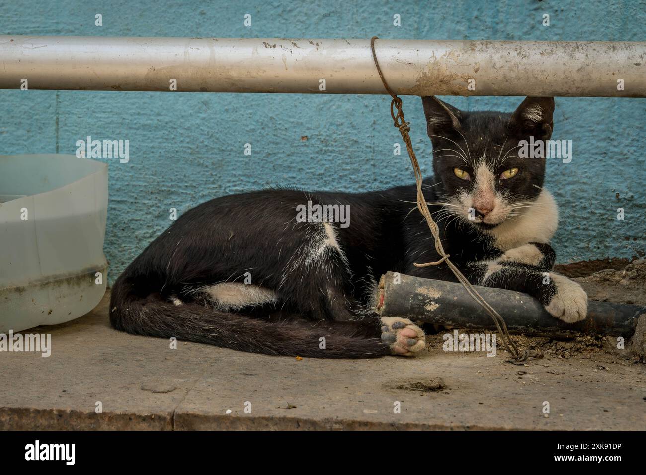 Die dreckige hungrige Streunerkatze auf den Straßen von Arabian Dschidda in Saudi-Arabien. Stockfoto