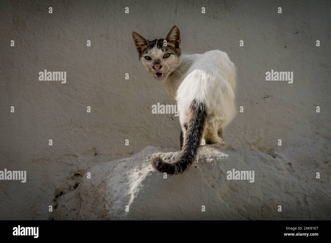 Die dreckige hungrige Streunerkatze auf den Straßen von Arabian Dschidda in Saudi-Arabien. Stockfoto