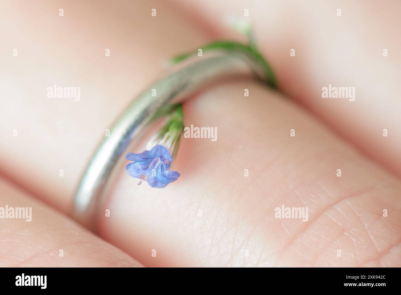 Ehering mit kleiner blauer Frühlingsblume verziert. Makroaufnahme Stockfoto