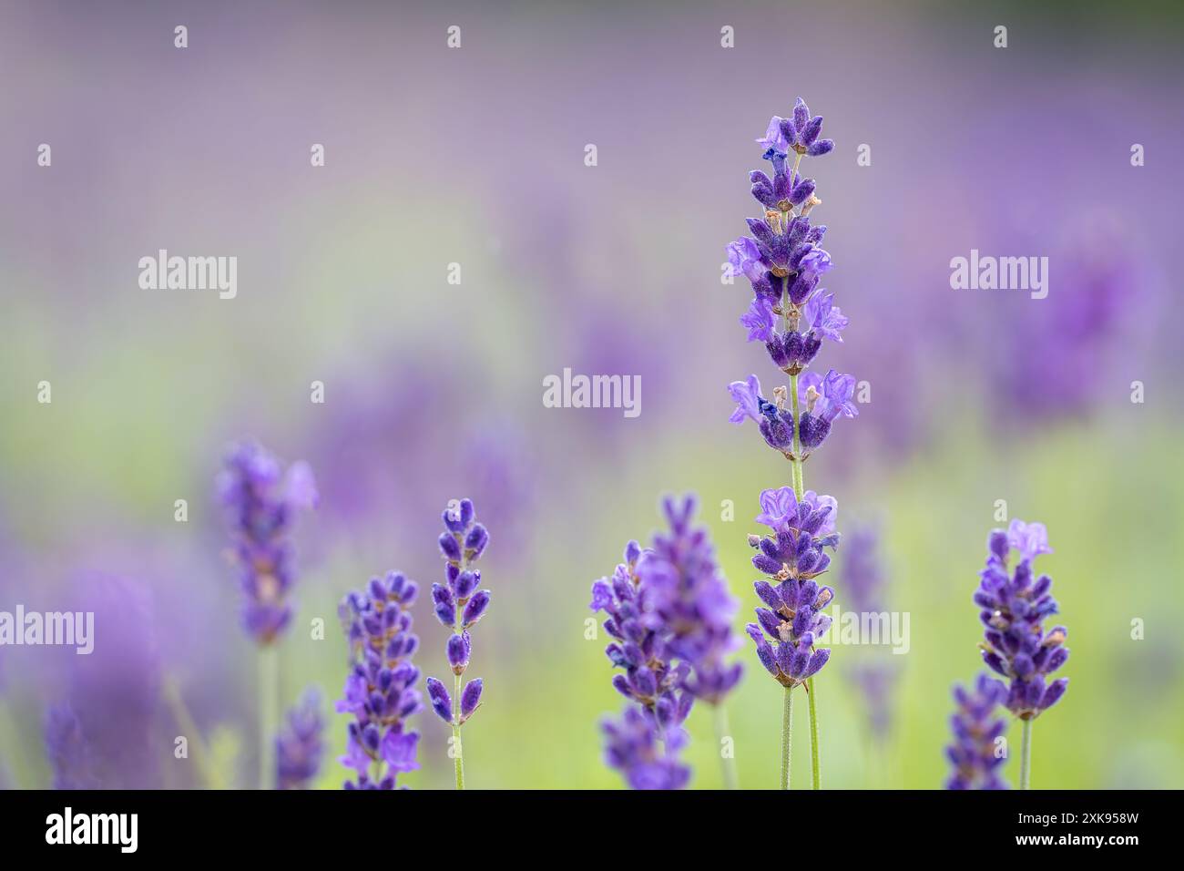 Nahaufnahme von Lavandula angustifolia Hidcote Blue. Lavandula (Lavendel) Zierpflanze in Hüttengerden mit dunkelblauen und violetten Blüten. Hintergrundbild. Stockfoto