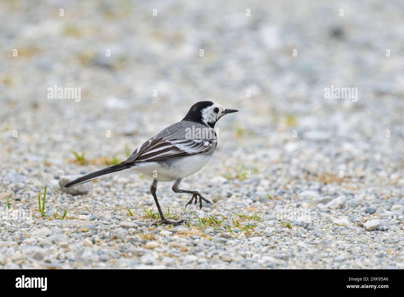 Ein weißer Wagtail, der auf dem Boden läuft, bewölkter Tag im Frühling Stockfoto