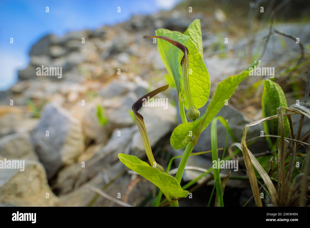 Nahaufnahme einer blühenden Smearwort Aristolochia rotunda auf einer Weide in Kroatien, sonniger Tag im Frühling Mali LoÅinj Kroatien Stockfoto