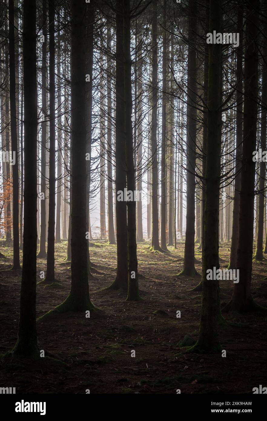 Real Easy Company Fuxholes Bois Jaques, Bastogne, Belgien Stockfoto