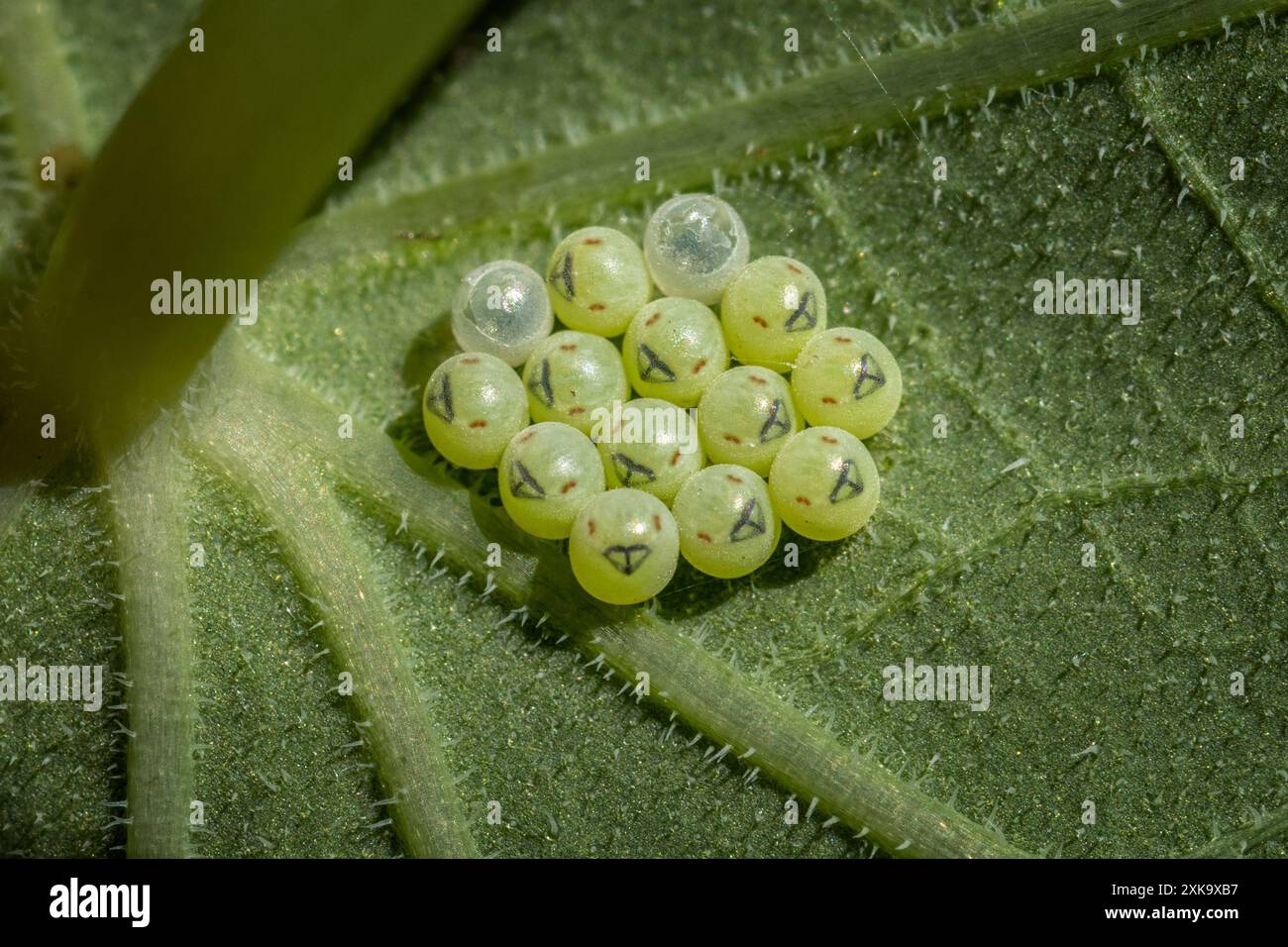 Grüne Schildkäfer-Eier (Palomena prasina) auf der Unterseite eines Kapuzinerblattes gelegt, Wildtiere in West Yorkshire, England, Vereinigtes Königreich Stockfoto