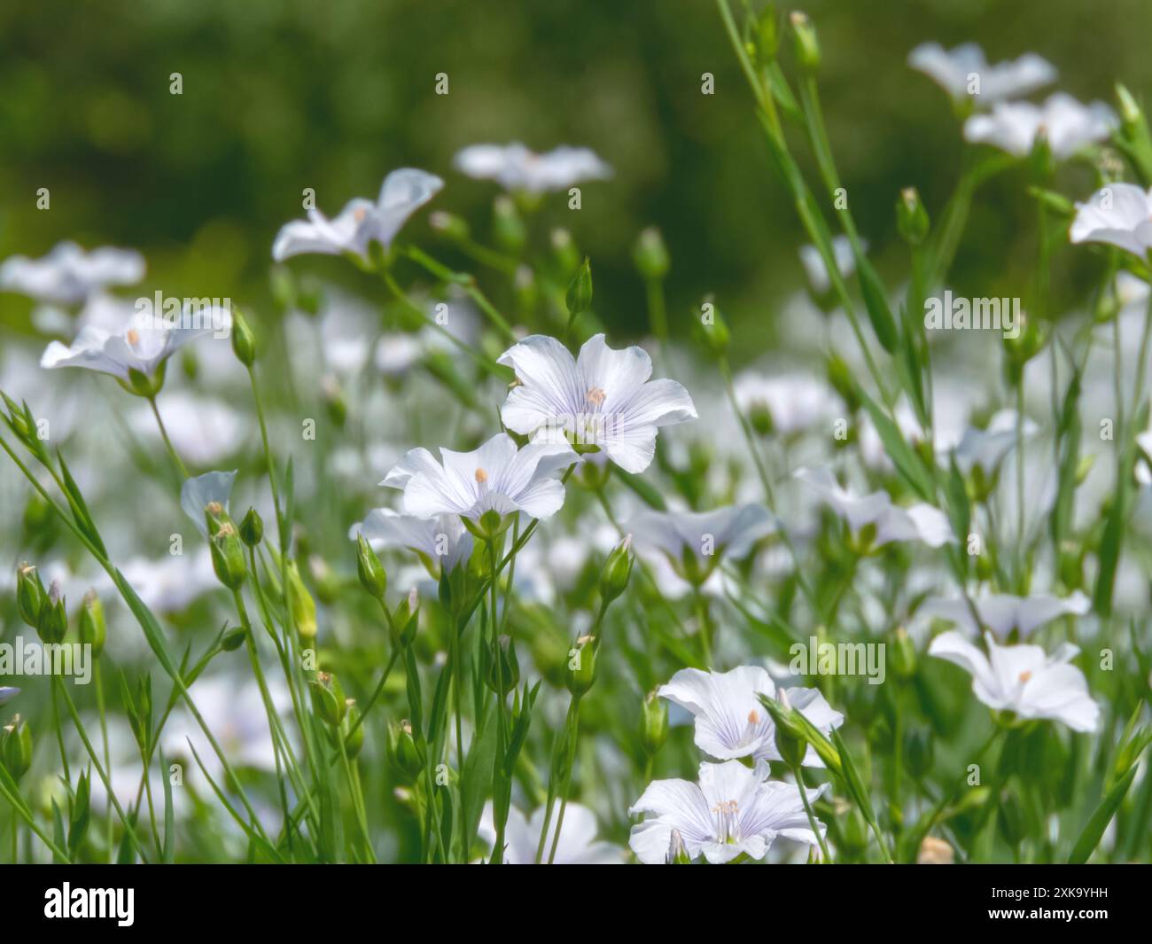 Linum usitatissimum weiße Blüten auf dem Feld. Flachsfaseranbau. Nahrungsöl-Quelle für Leinsamen. Gemeinsame flachsblühende Kulturpflanzen. Stockfoto