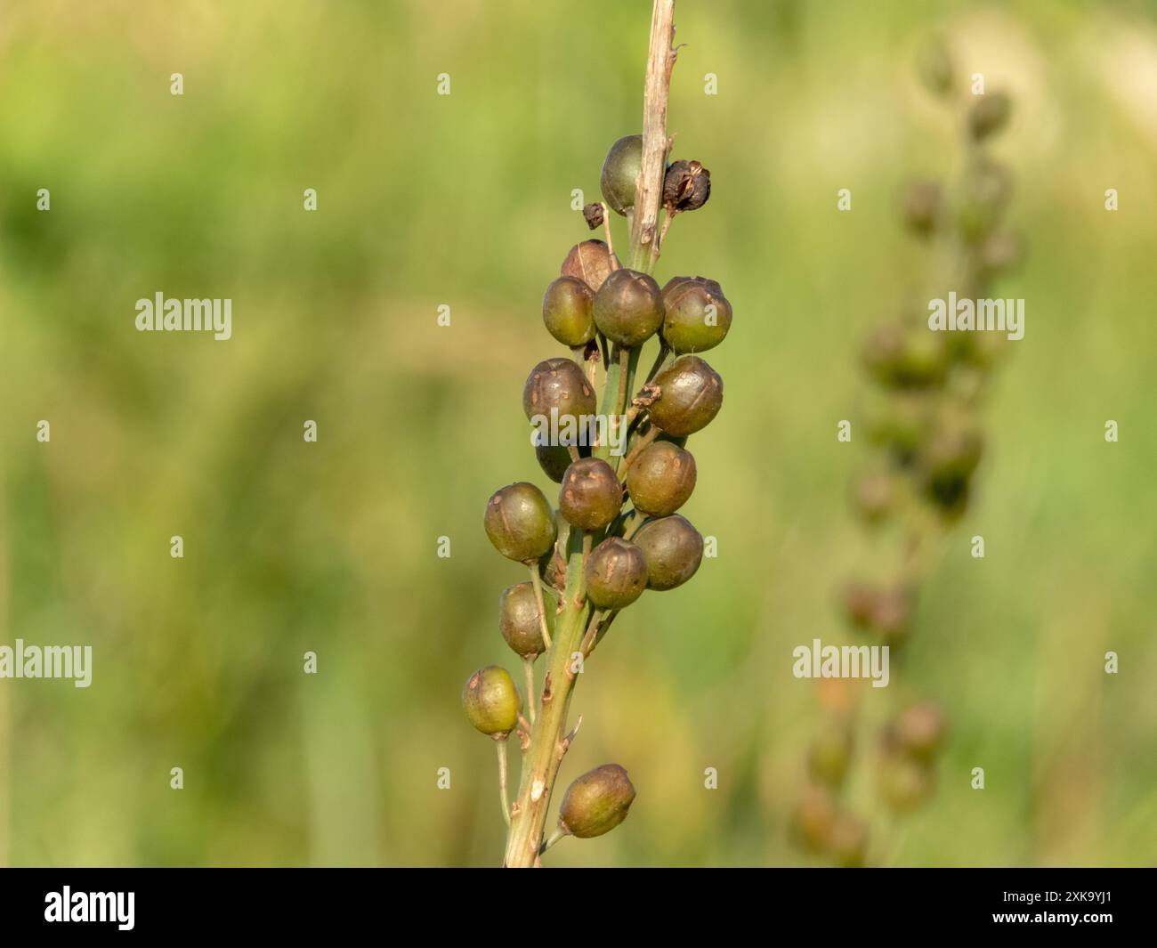 Weißer Asphodel- oder Asphodelus albus-Pflanzenstamm mit eiförmigen Samenkapseln. Stockfoto