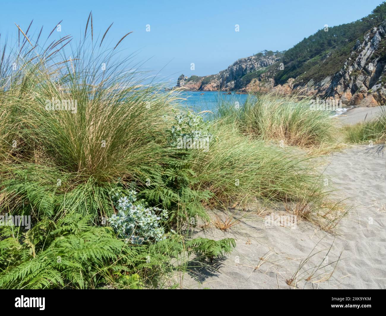 Sanddünen-Vegetation im Barayo Beach Nature Reserve, Asturien, Spanien. Eryngium maritimum, Sea stechpalme, Sea eryngo oder Sea eryngium Pflanzen. Ammophila sind Stockfoto