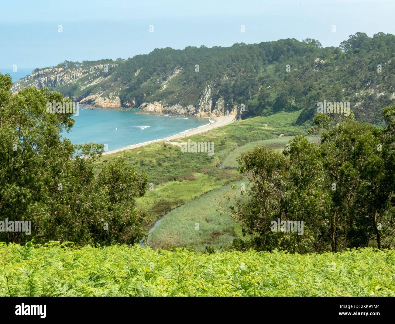 Barayo Beach Nature Reserve, Asturien, Spanien. Sanddünen in der Flussmündung. Eukalyptusbäume und Farne im Vordergrund. Stockfoto
