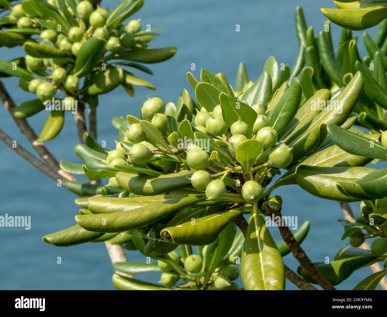 Pittosporum tobira oder japanische Käseholzzweige mit glänzenden Blättern und grünen Früchten. Australischer Lorbeer, japanisches Pittosporum oder orangenes Ornament Stockfoto