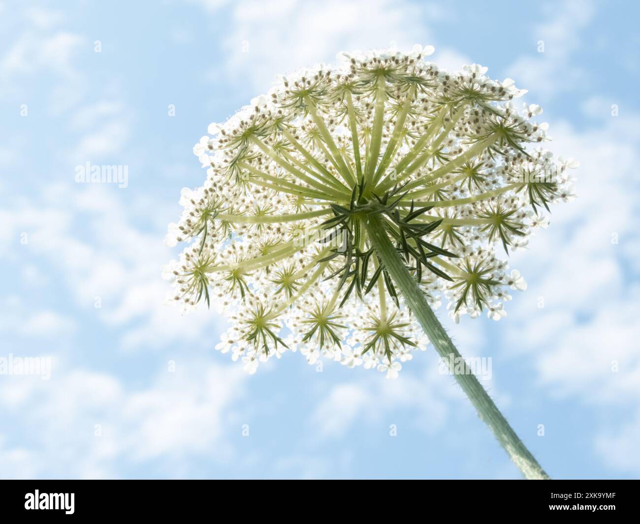 Daucus carota oder wilde Karotten weiße Dolde von unten nach oben auf dem blauen Himmel verschwommenen Hintergrund. Europäische wilde Karotte, Vogelnest oder Bischofspitzenblume Stockfoto