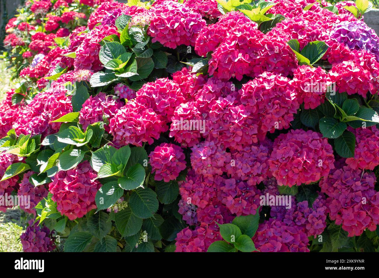 Hortensie-Sträucher mit roten Blüten. Hortensie Gartenhecke. Hortensia farbenfrohe Blumenköpfe. Französische Hortensie blühende Pflanzen. Stockfoto