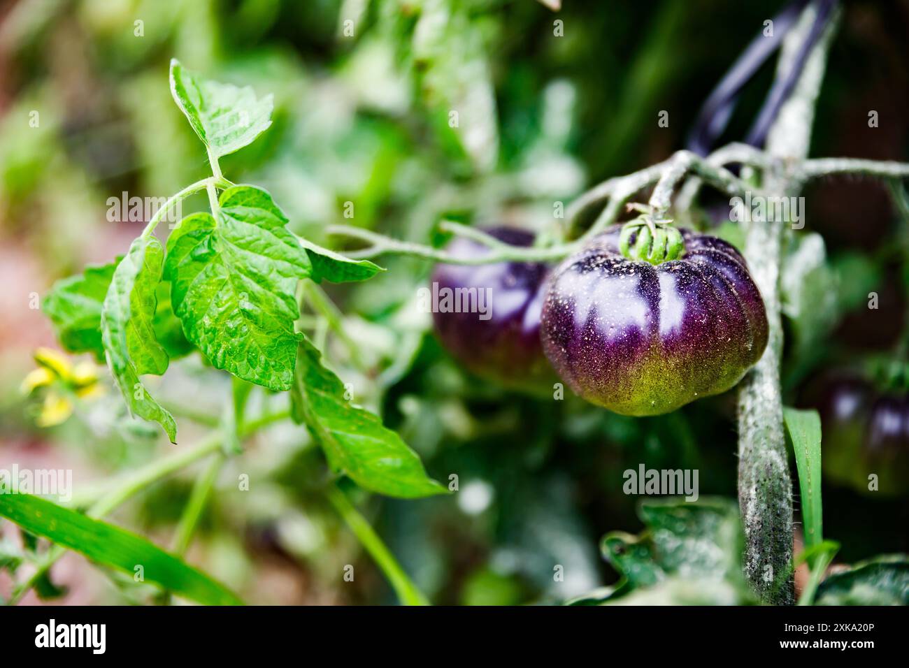 Purpurne Tomate in einer Obstanlage von Villajoyosa Stockfoto