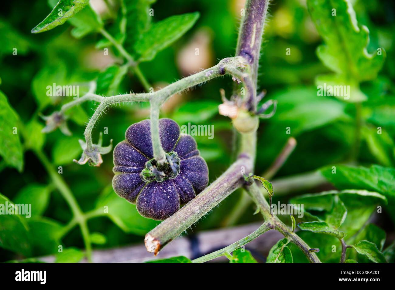 Purpurne Tomate in einer Obstanlage von Villajoyosa Stockfoto