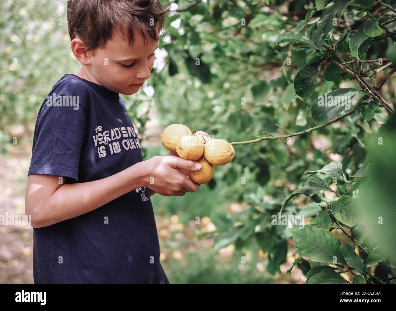 Neugieriges Kind im Zitronengarten Stockfoto