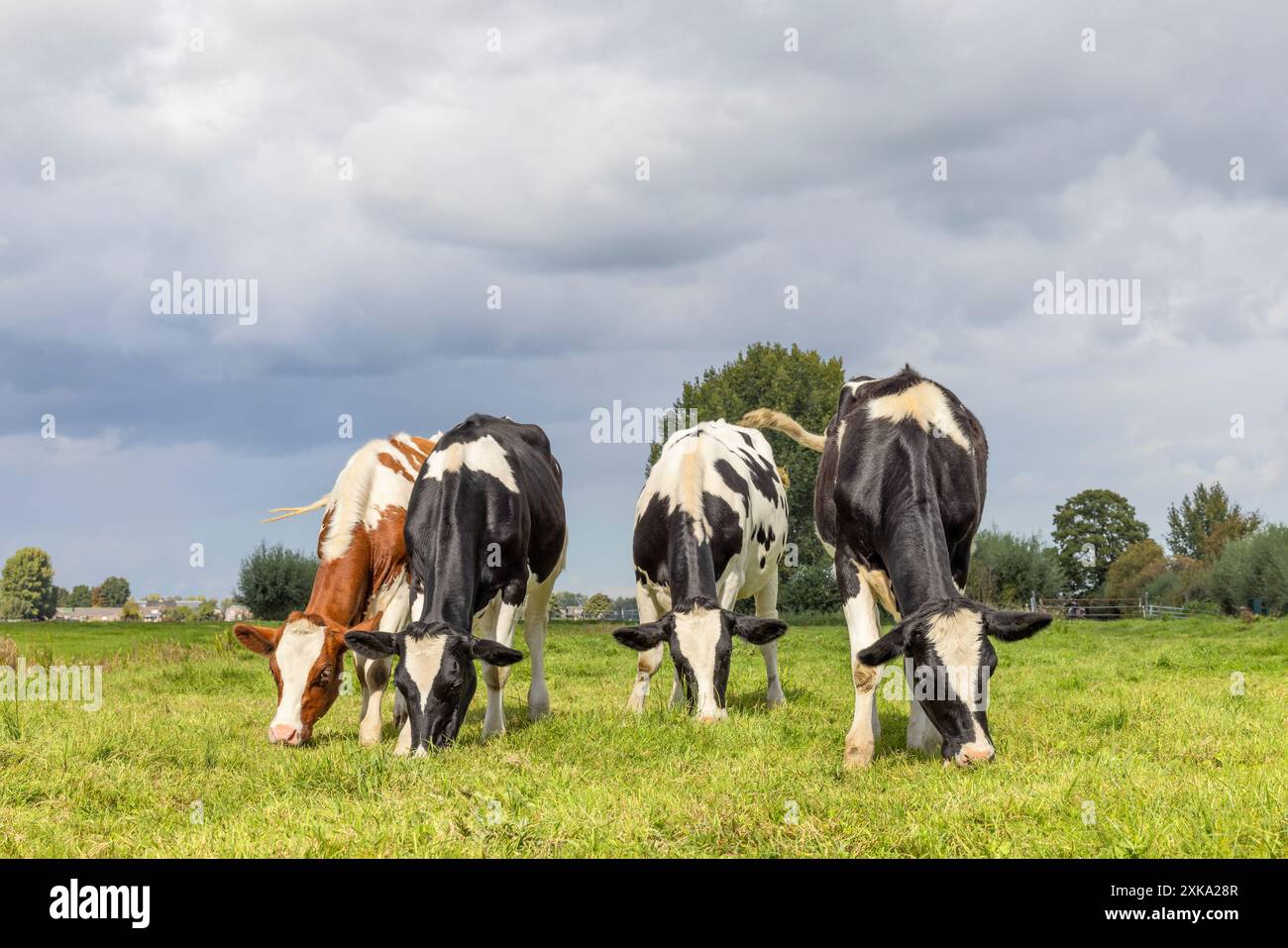 Vier Kühe weiden auf einem Feld, glücklich und fröhlich und blauer Himmel, Kuh, die nebeneinander auf einer grünen Wiese isst Stockfoto