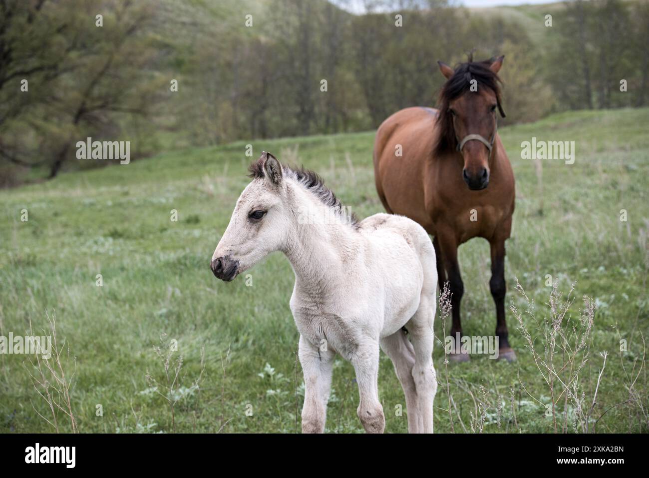 Ein weißes Fohlen steht neben seiner Mutter in einem Frühlingsfeld Stockfoto