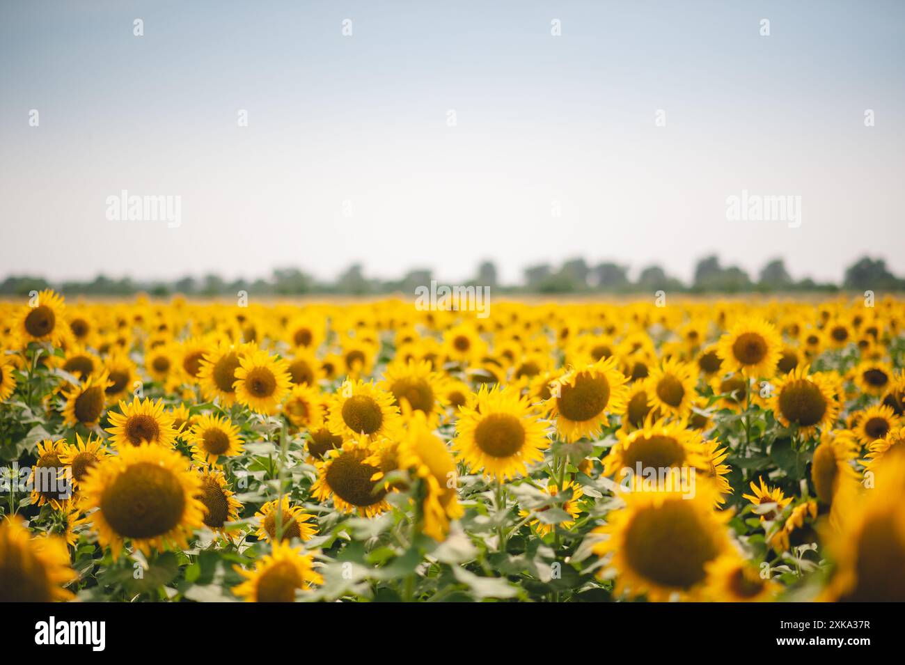 Uneingeschränkter Blick auf Sonnenblumen unter einem klaren blauen Himmel Stockfoto