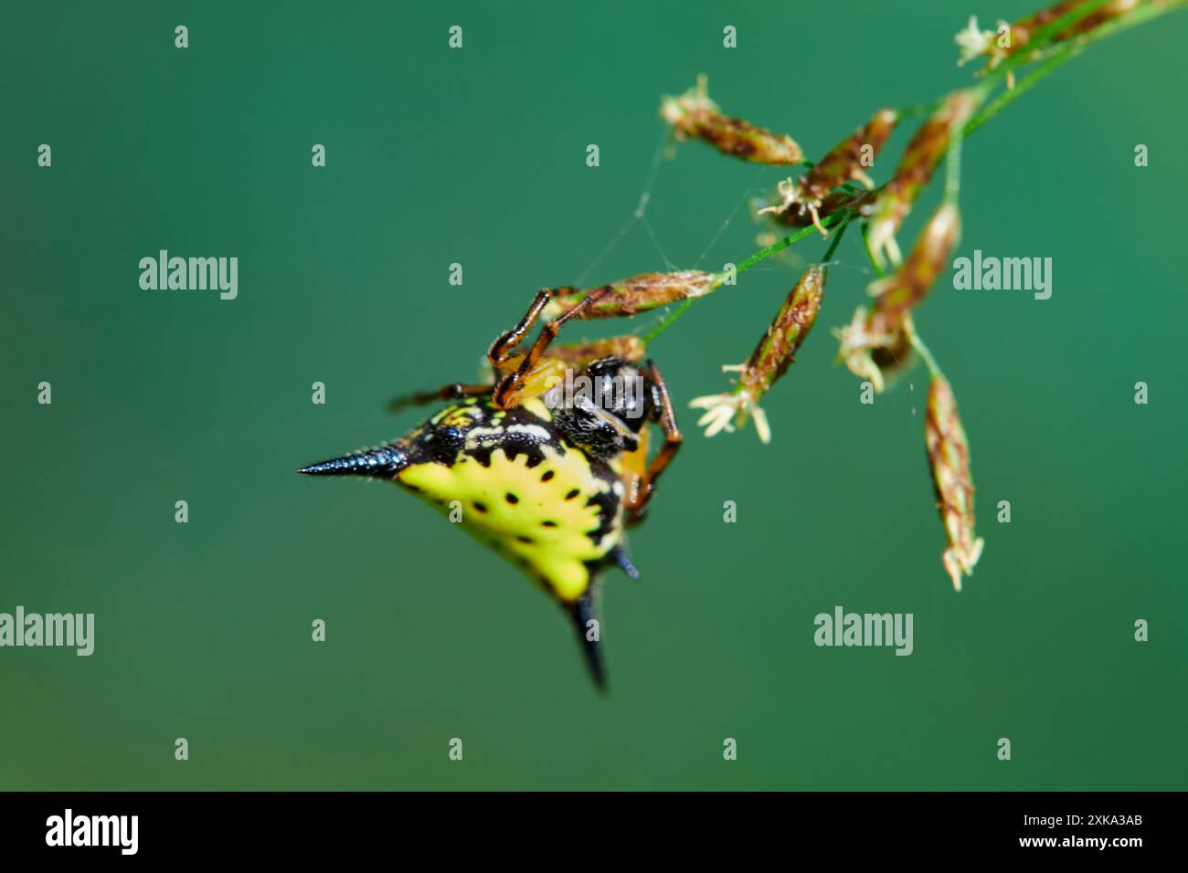 Nahaufnahme der Spinne auf Gras Stockfoto