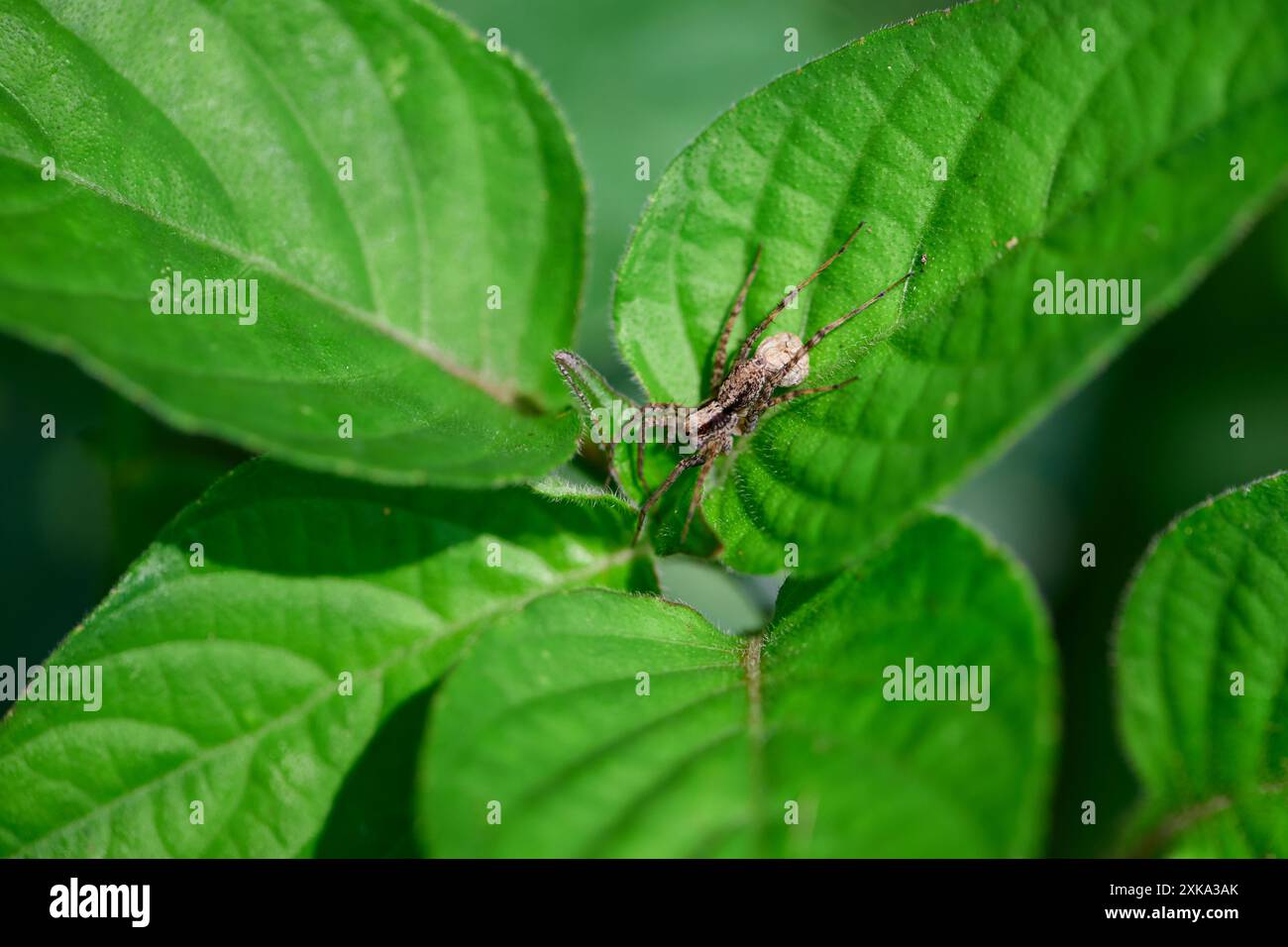 Nahaufnahme der Spinne auf dem Blatt Stockfoto