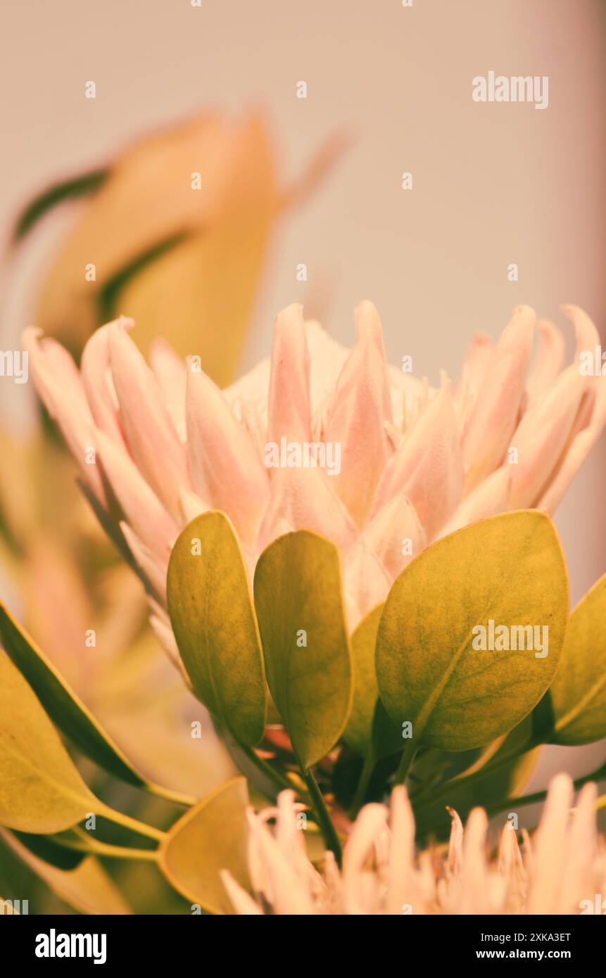 Die Korallenblume versteckt sich hinter den dicken grünen Blättern. Stockfoto