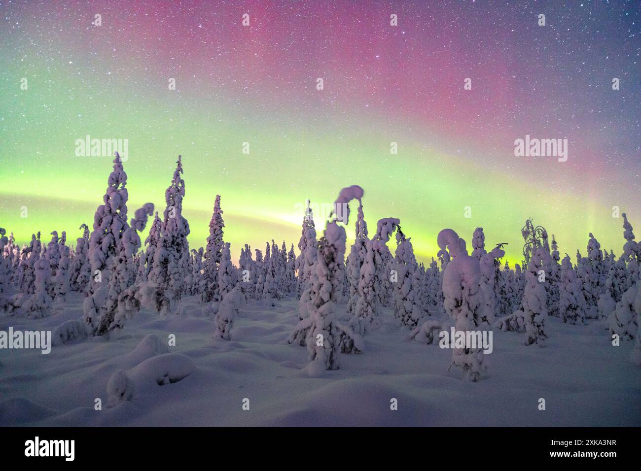 Nordlichter über einem gefrorenen schneebedeckten Wald im finnischen Lappland Stockfoto
