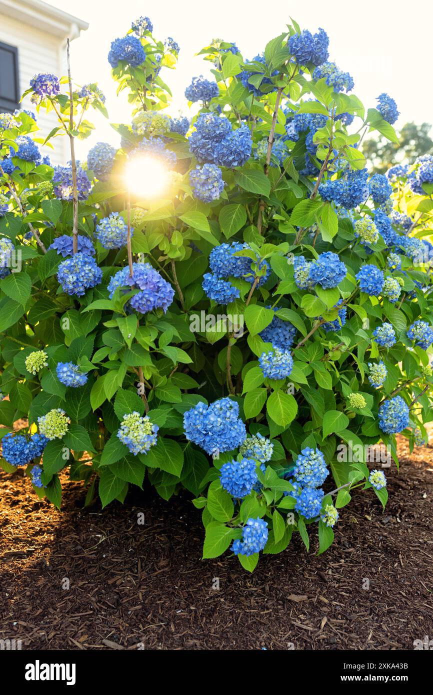 Vertikales Bild einer blauen Hortensienpflanze Stockfoto