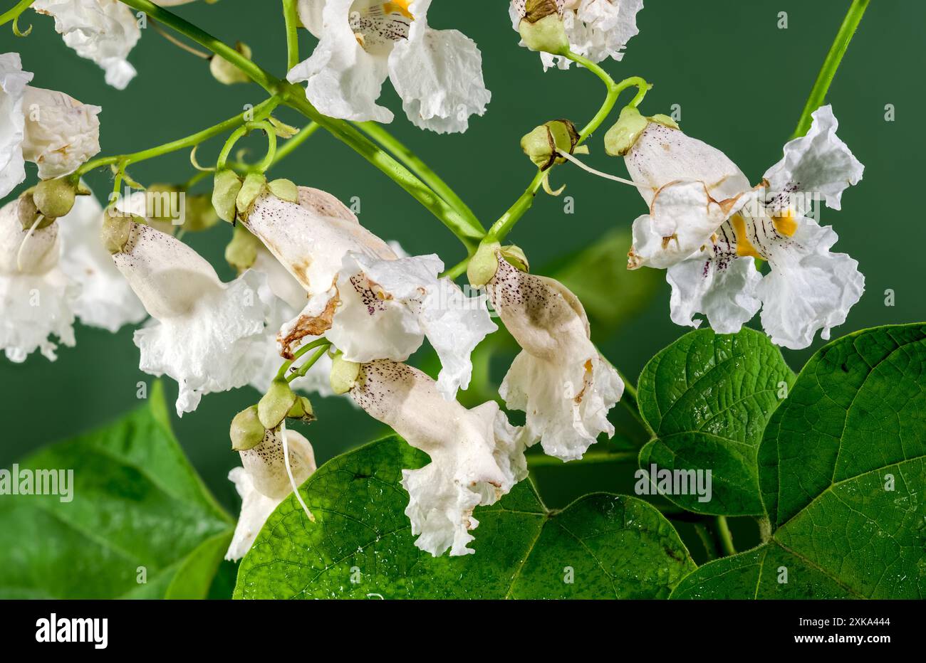 Blühendes weißes nördliches Katalpa auf grünem Hintergrund Stockfoto