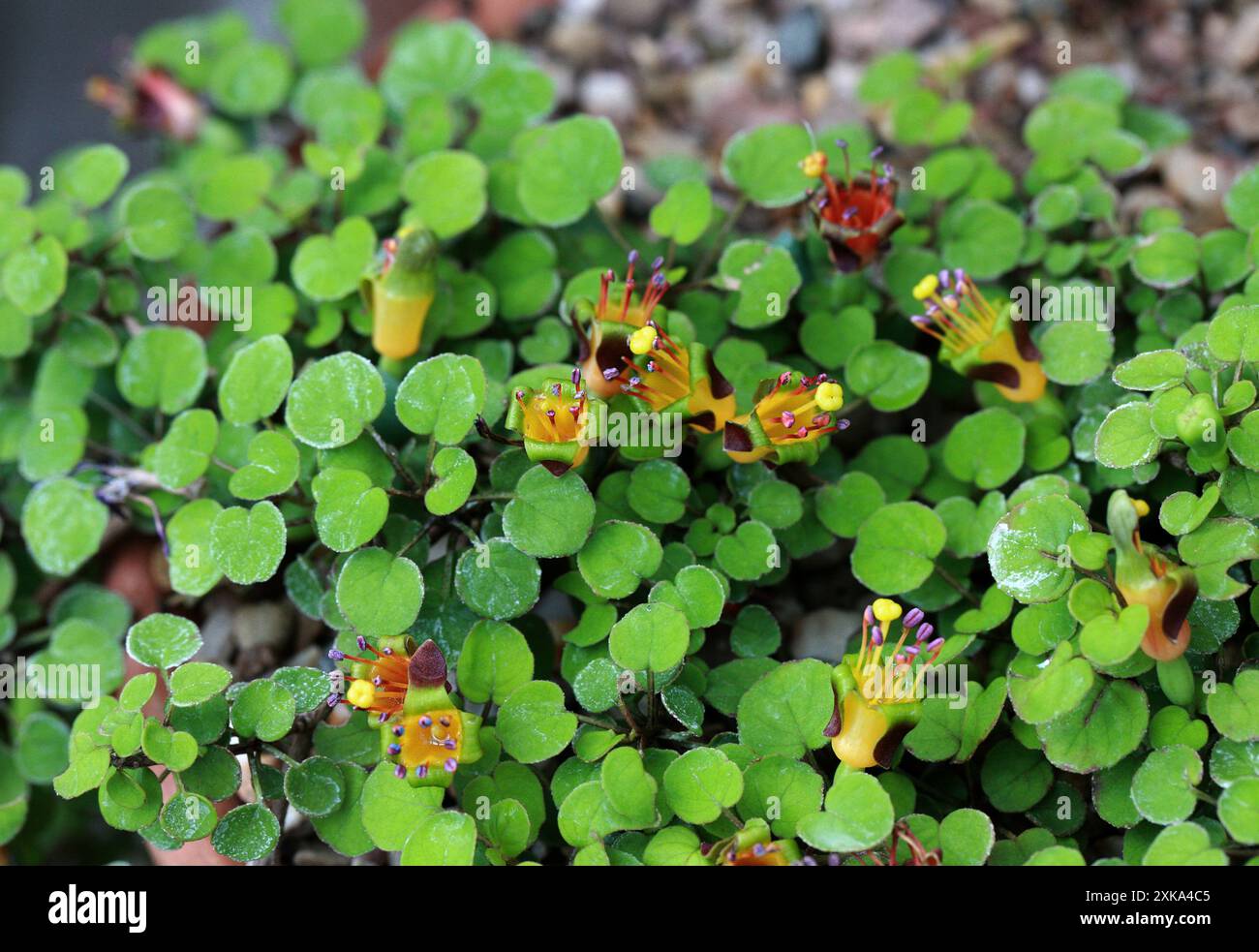 Creeping Fuchsia, Climbing Fuchsia oder Trailing Fuchsia, Fuchsia procumbens, Onagraceae. Neuseeland (Nordinsel). Stockfoto