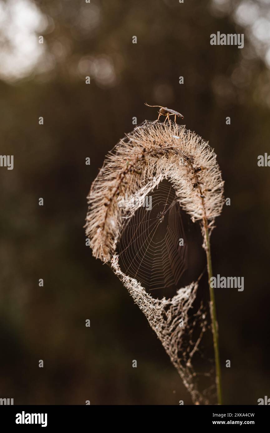 Nahaufnahme eines Insekts, das auf Gras mit Spinnennetz sitzt Stockfoto