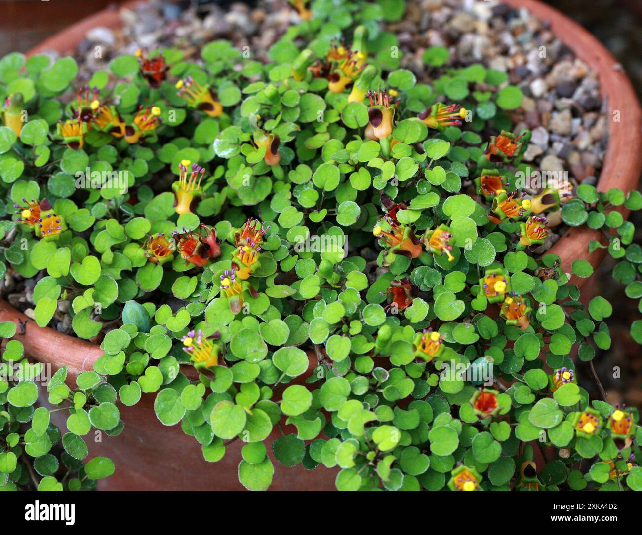 Creeping Fuchsia, Climbing Fuchsia oder Trailing Fuchsia, Fuchsia procumbens, Onagraceae. Neuseeland (Nordinsel). Stockfoto