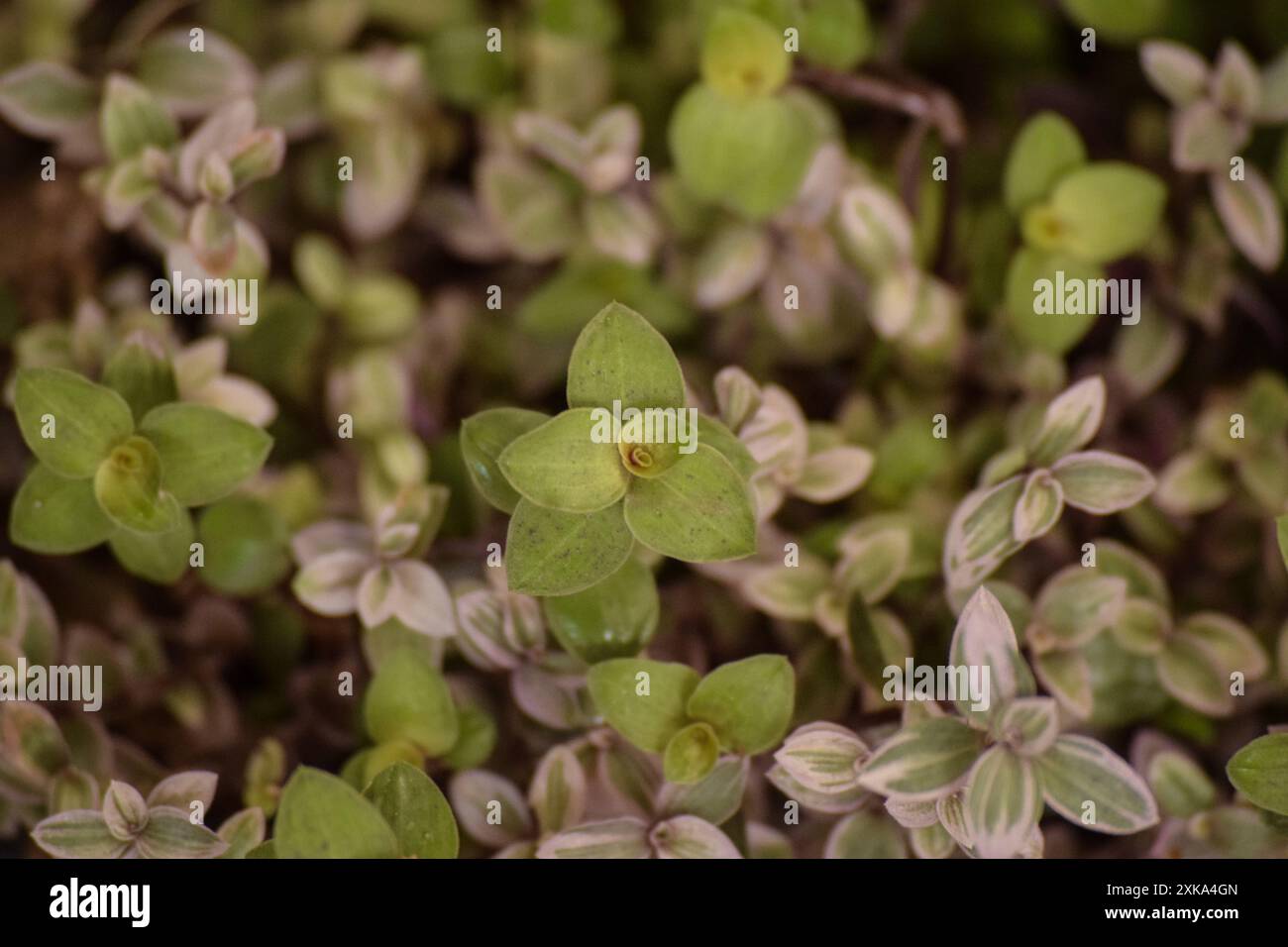 Nahaufnahme von Callisia repens rosa Dame, saftige Kriechpflanze Stockfoto