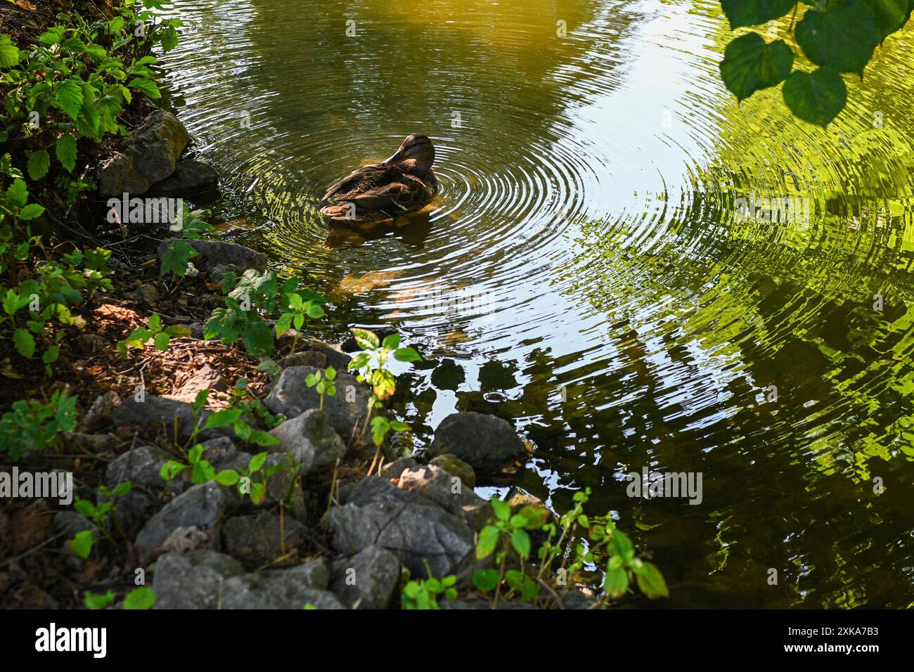 Stockenten schwimmen in einem ruhigen Teich, umgeben von üppigem Grün. Stockfoto