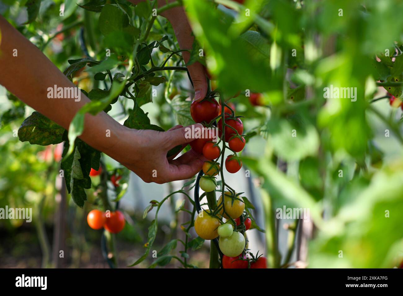 Farmerin überprüft rote Tomaten, die im Gewächshaus wachsen, Bio-Landbau-Konzept. Stockfoto