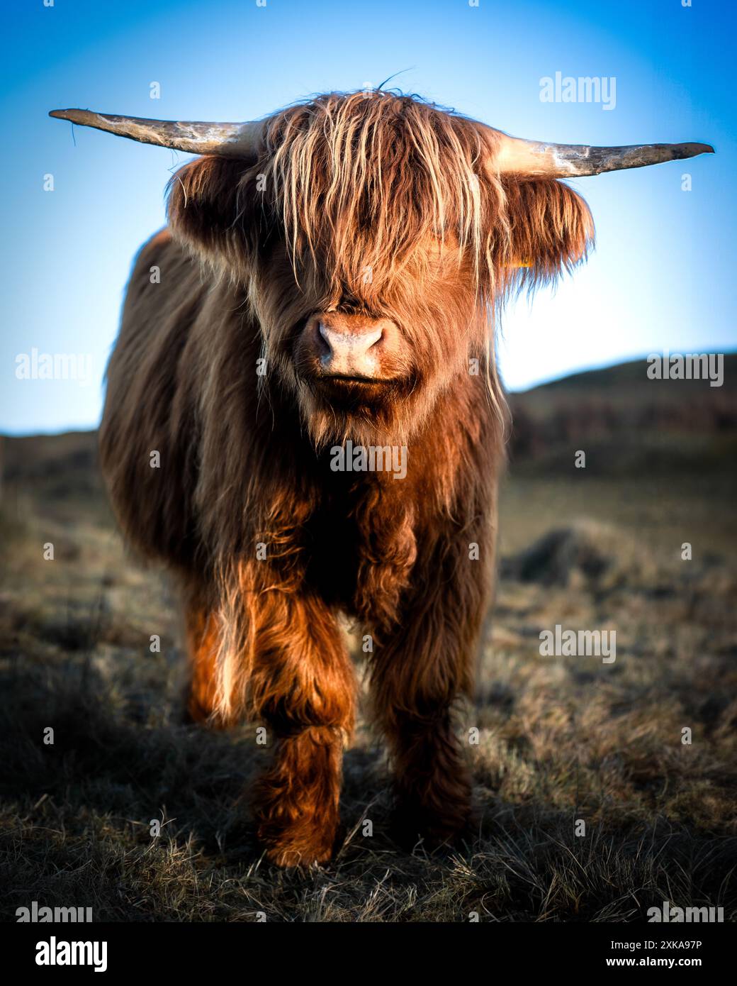 Die schottische Hochlandkuh starrt Stockfoto