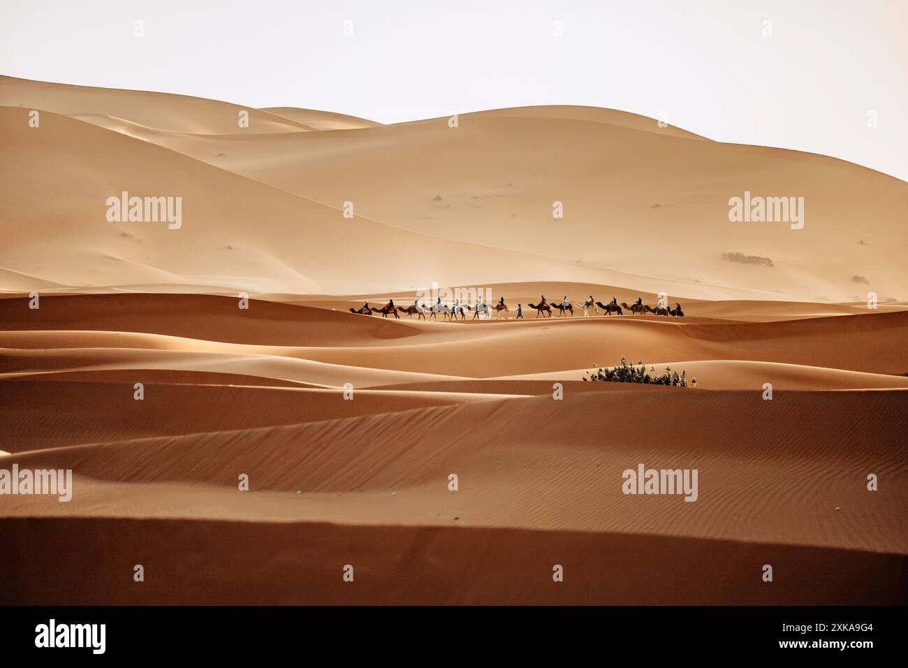 Kamelritt in der marokkanischen Sahara während des Sonnenuntergangs, Erg chebbi Südessay von Marokko, eine Gruppe von Touristen, die ihren Kamelritt im Sand genießen Stockfoto