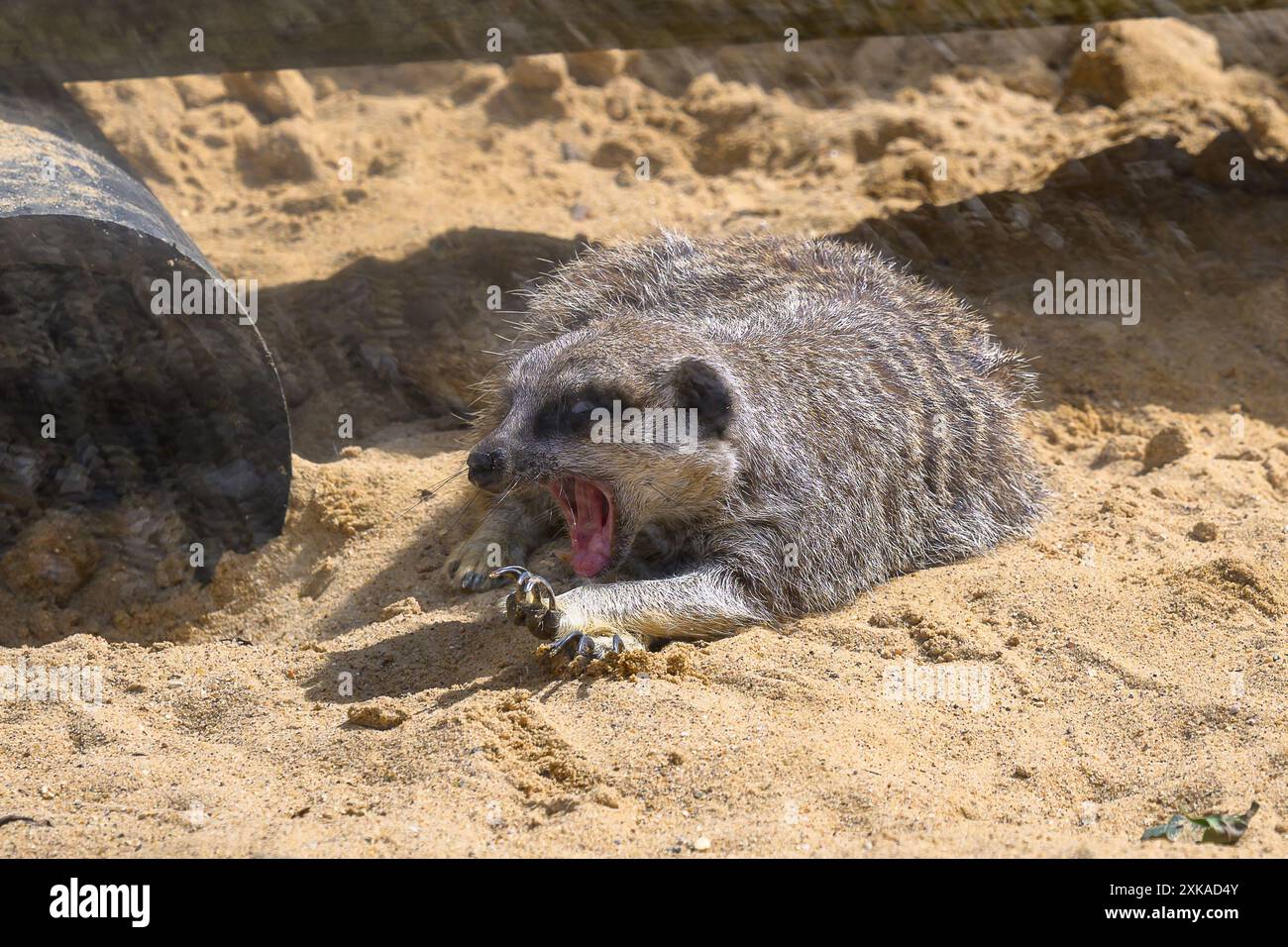Ein einsamer Meerkat, Suricata Suricatta, der auf Sand liegt und in der Sonne gähnt. Stockfoto