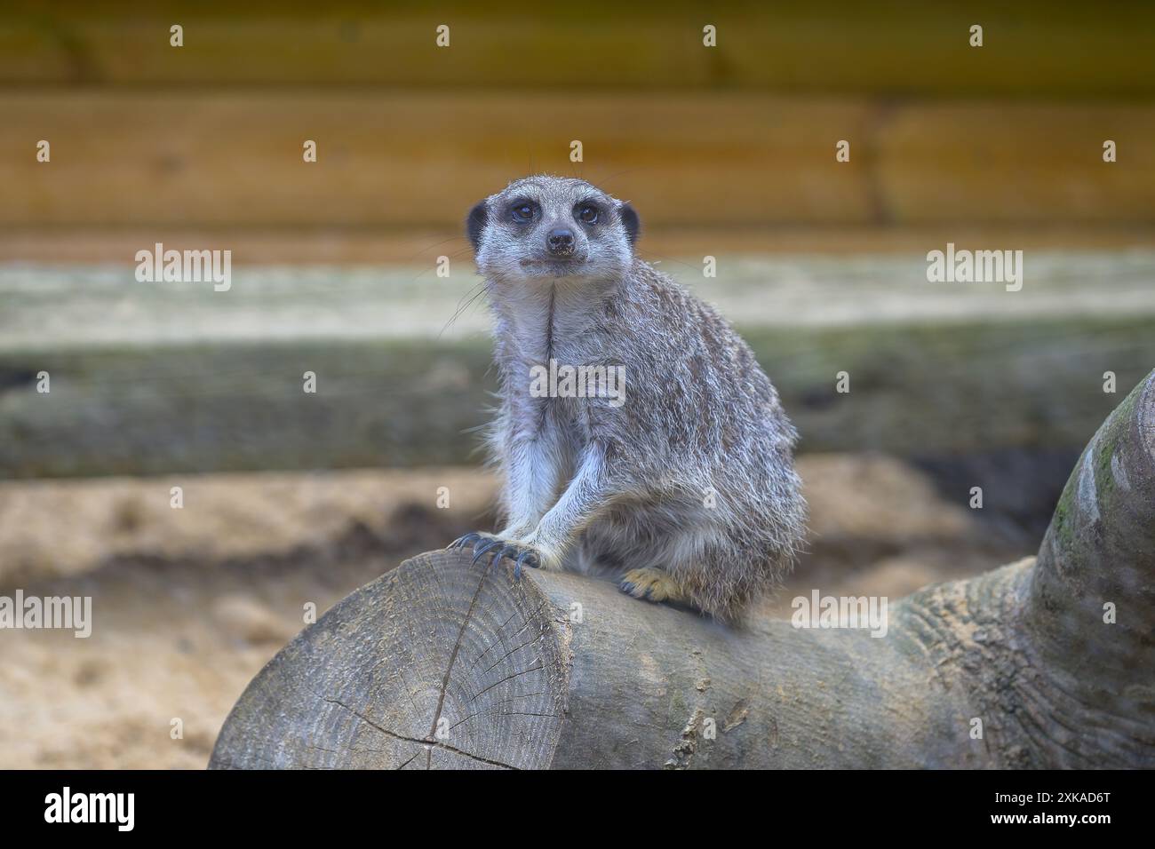 Ein einsamer Meerkat, Suricata Suricatta, der auf einem alten Ast sitzt Stockfoto