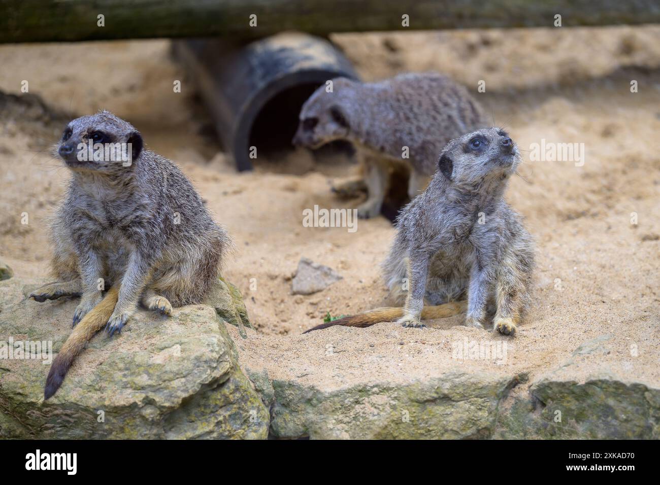 Drei Meerkats, Suricata Suricatta, sitzen und ruhen auf Felsen und Sand Stockfoto