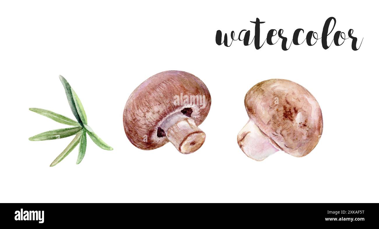 Aquarellpilze und Kräuter Illustration, ideal für herbstliche Kunstprojekte und kulinarische Designs Stockfoto