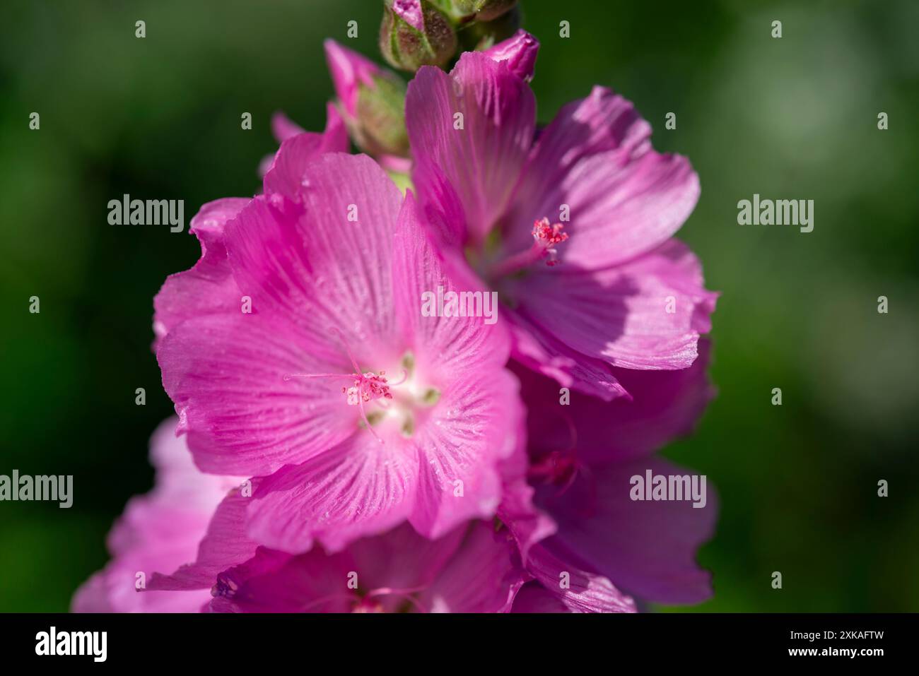 Sidalcea 'Sussex Beauty', eine ausdauernde Pflanze mit rosa Malvenblüten im Sommer. Stockfoto