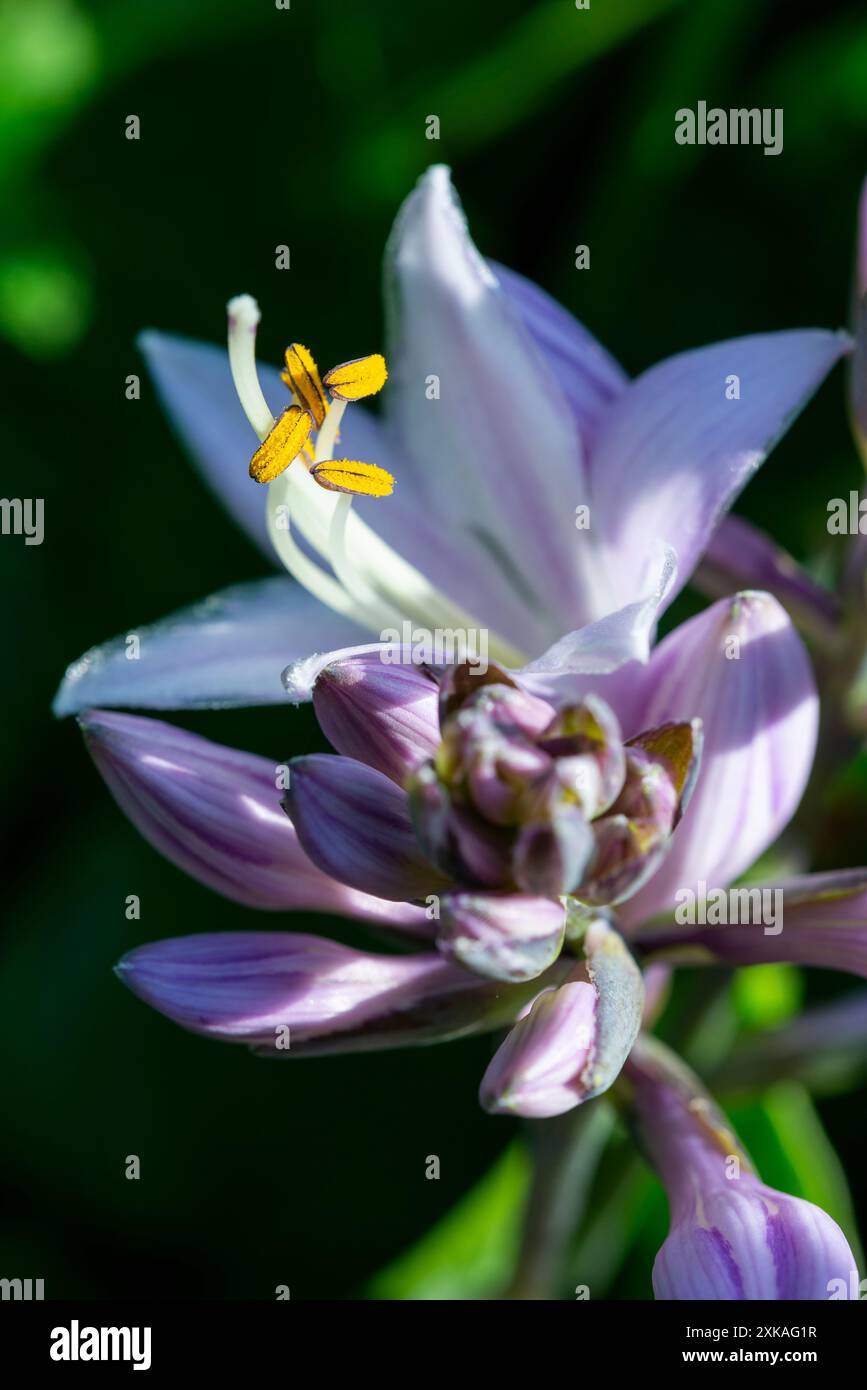 Nahaufnahme der blassen Blüten einer Hosta-Pflanze mit gelbem Pollen auf den Antheren. Stockfoto